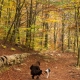 mujer paseando su perro por un bosque otoñal